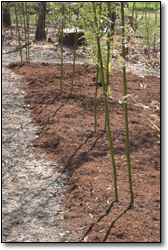 Newly planted and mulched group of bamboo plants.