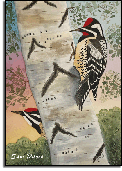 Yellow-Bellied Sapsuckers on a birch tree watercolor by Sam Davis, 2024.